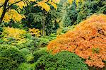 Japanese garden in autumn with Japanese maple amongst various bushes and trees