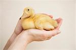 Close up of a hand holding a yellow duckling.