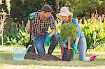 Young couple gardening together