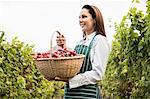 Happy female winegrower holding a basket of grapes