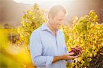 Smiling vintner picking bunch of grapes