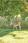 Portrait of Donkey (Equus africanus asinus) Foal on Meadow in Summer, Upper Palatinate, Bavaria, Germany