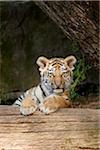 Portrait of Siberian Tiger (Panthera tigris altaica) Cub in Late Summer, Germany