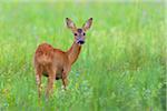 European Roe Deer (Capreolus capreolus) in Meadow, Hesse, Germany