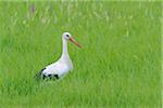 White Stork (Ciconia ciconia) on Meadow, Hesse, Germany