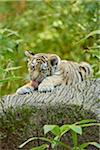 Close-up portrait of a Siberian tiger (Panthera tigris altaica) cub licking its paw, in late summer, Germany