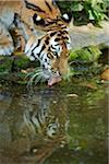 Portrait of a Siberian tiger (Panthera tigris altaica) drinking water, in late summer, Germany