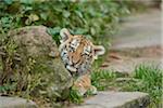 Close-up portrait of a Siberian tiger (Panthera tigris altaica) cub in late summer, Germany