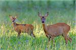 European Roe Deer (Capreolus capreolus) Mother and Fawn in Meadow, Hesse, Germany