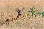 European Roebuck (Capreolus capreolus) in Wheat Field, Hesse, Germany