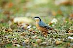 Close-up of Eurasian Nuthatch (Sitta europaea) in Autumn, Germany