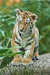 Portrait of Siberian Tiger Cub (Panthera tigris altaica) in Late Summer, Germany