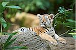 Portrait of Siberian Tiger Cub (Panthera tigris altaica) in Late Summer, Germany