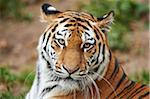 Portrait of Siberian Tiger (Panthera tigris altaica) in Late Summer, Germany