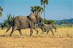 African bush elephant (Loxodonta africana) mother with calf, Liwonde National Park, Malawi, Africa