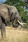 African bush elephant (Loxodonta africana), Liwonde National Park, Malawi, Africa