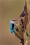 Woodland kingfisher (Halcyon senegalensis), Serengeti National Park, Tanzania, East Africa, Africa