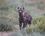 Spotted hyena (spotted hyaena) (Crocuta crocuta) juvenile, Serengeti National Park, Tanzania, East Africa, Africa