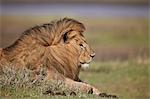 Lion (Panthera leo), Serengeti National Park, Tanzania, East Africa, Africa