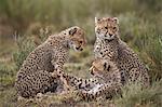 Cheetah (Acinonyx jubatus) cubs, Serengeti National Park, Tanzania, East Africa, Africa