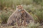 Cheetah (Acinonyx jubatus) cubs, Serengeti National Park, Tanzania, East Africa, Africa