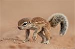 Baby Cape ground squirrel (Xerus inauris), Kgalagadi Transfrontier Park, encompassing the former Kalahari Gemsbok National Park, South Africa, Africa