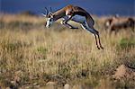 Springbok (Antidorcas marsupialis) buck springing or jumping, Mountain Zebra National Park, South Africa, Africa