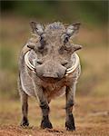 Warthog (Phacochoerus aethiopicus), male, Addo Elephant National Park, South Africa, Africa