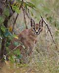 Caracal (Caracal caracal), Kruger National Park, South Africa, Africa