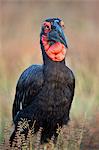 Southern ground-hornbill (ground hornbill) (Bucorvus leadbeateri), male, Kruger National Park, South Africa, Africa