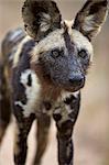 African wild dog (African hunting dog) (Cape hunting dog) (Lycaon pictus), Kruger National Park, South Africa, Africa