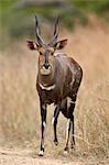 Bushbuck (imbabala) (Tragelaphus sylvaticus) buck, Kruger National Park, South Africa, Africa