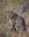 African wild cat (Felis silvestris lybica), Kruger National Park, South Africa, Africa