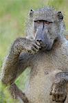 Chacma baboon (Papio ursinus) eating, Kruger National Park, South Africa, Africa