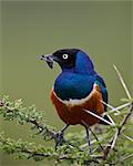 Superb starling (Lamprotornis superbus) with an insect, Ngorongoro Conservation Area, UNESCO World Heritage Site, Serengeti, Tanzania, East Africa, Africa