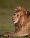 Lion (Panthera leo), Ngorongoro Conservation Area, UNESCO World Heritage Site, Serengeti, Tanzania, East Africa, Africa