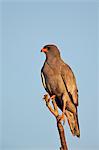 Southernpale chanting goshawk (Melierax canorus), Kgalagadi Transfrontier Park encompassing the former Kalahari Gemsbok National Park, South Africa, Africa