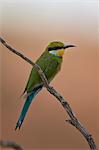 Swallow-tailed bee-eater (Merops hirundineus), Kgalagadi Transfrontier Park encompassing the former Kalahari Gemsbok National Park, South Africa, Africa