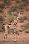 Cape giraffe (Giraffa camelopardalis giraffa), Kgalagadi Transfrontier Park encompassing the former Kalahari Gemsbok National Park, South Africa, Africa