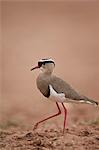 Crowned plover (crowned lapwing) (Vanellus coronatus), Kgalagadi Transfrontier Park encompassing the former Kalahari Gemsbok National Park, South Africa, Africa