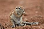 Young Cape ground squirrel (Xerus inauris) eating, Kgalagadi Transfrontier Park encompassing the former Kalahari Gemsbok National Park, South Africa, Africa