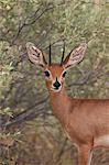 Steenbok (Raphicerus campestris) buck, Kgalagadi Transfrontier Park, encompassing the former Kalahari Gemsbok National Park, South Africa, Africa