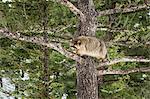 Racoon (raccoon) (Procyon lotor), Montana, United States of America, North America
