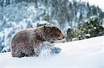 Black bear (Ursus Americanus), Montana, United States of America, North America