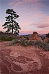 Pine tree and sandstone at dawn with pink clouds, Zion National Park, Utah, United States of America, North America