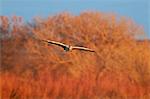 Two sandhill crane (Grus canadensis) in flight, Bosque del Apache National Wildlife Refuge, New Mexico, United States of America, North America