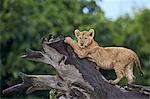 Lion (Panthera leo) cub on a downed tree trunk in the rain, Ngorongoro Crater, Tanzania, East Africa, Africa