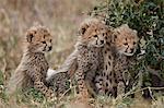 Three cheetah (Acinonyx jubatus) cubs about a month old, Serengeti National Park, Tanzania, East Africa, Africa