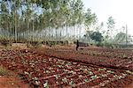 Young woman gardener planting green cabbages carefully in the bright red soil, Koraput district, Orissa (Odisha), India, Asia