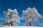 White frosted trees in winter landscape